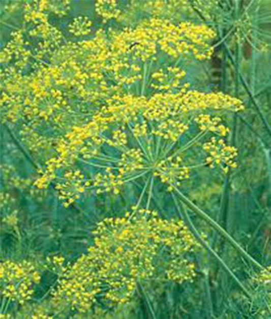Dill Seed 25+ Heirloom Mammoth Long Island Non-GMO Spice Anethum graveolens