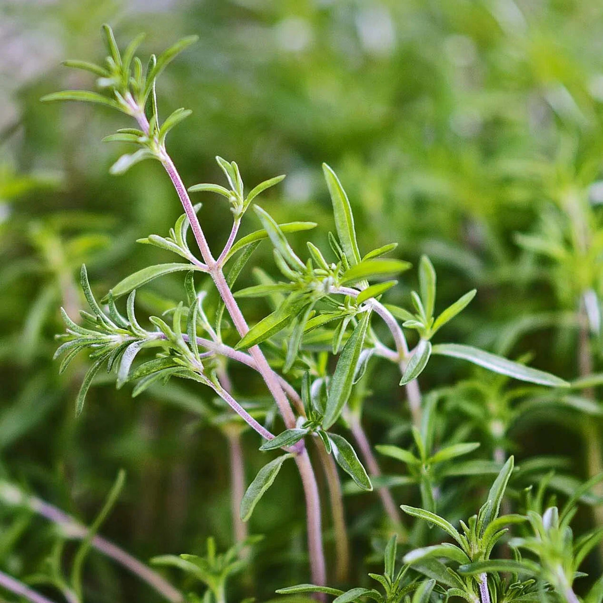 Summer Savory Herb Seeds - 200 Heirloom Green Annual Seeds - Satureja hortensis - Healthy Bulk for Cooking and Gardening