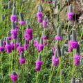 Purple Prairie Clover Seeds - Native Wildflower Perennial - FREE SHIPPING - Dalea purpurea - USA Grown