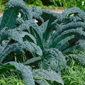 Lacinato Kale Seeds - 1,000 Non-GMO Heirloom Seeds - Italian Kale - Brassica oleracea var. sabellica