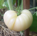 Great White Tomato Seeds - 30+ Heirloom Organic NON-GMO Beefsteak Variety - Rare Gardening Seeds