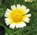 Garland Daisy Seeds - 1000+ Newly Harvested Seeds - Dimorphotheca Sinuata - Colorful Flowering Plant Seeds