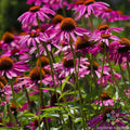 Pink Coneflower Seeds - 200+ Count for Garden Planting - Rudbeckia - USA Grown