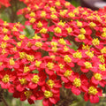 Red Yarrow Seeds | Non-GMO | Achillea millefolium | Garden Flower Seeds for Planting