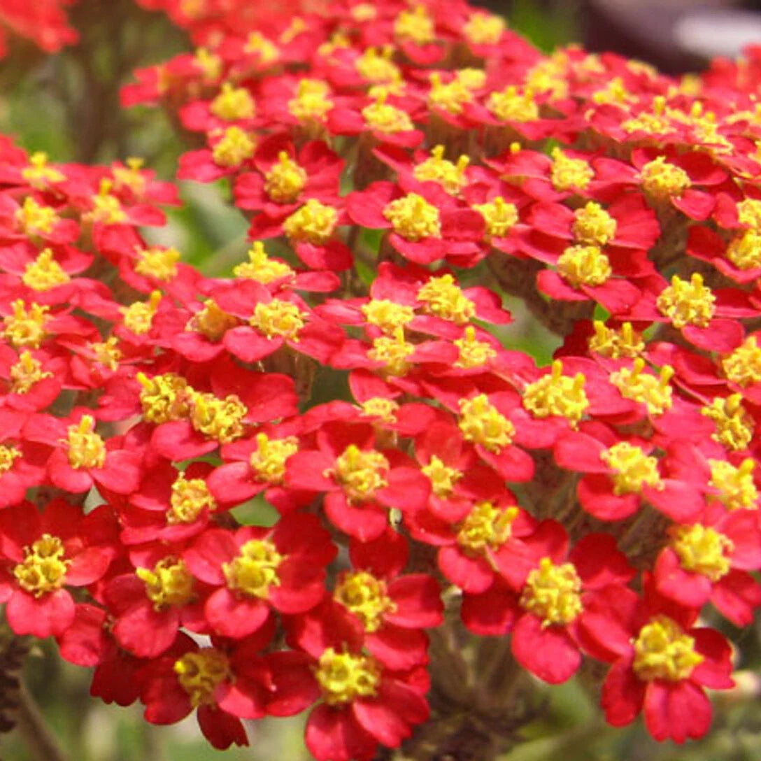 Red Yarrow Seeds | Non-GMO | Achillea millefolium | Garden Flower Seeds for Planting