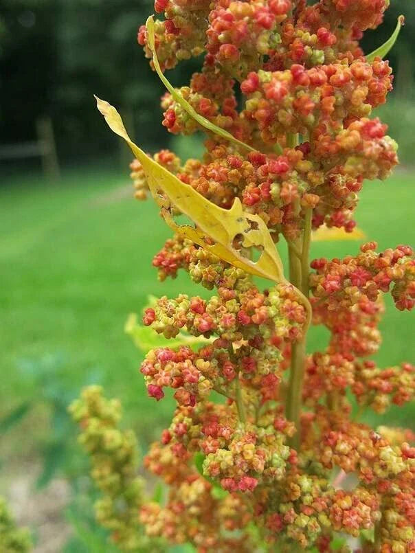 Lambsquarters Seeds for Planting 100 Seeds Chenopodium Album Organic Non-GMO Heirloom Garden Herbs