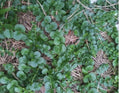 Creeping Jenny Groundcover Plants - 3 Starts - Dark Green - Rare Color - Lysimachia nummularia
