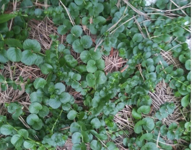 Creeping Jenny Groundcover Plants - 3 Starts - Dark Green - Rare Color - Lysimachia nummularia