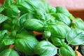 Genovese Basil Seeds - 2000 Non-GMO Herb Seeds - Ocimum basilicum for Home Gardening and Culinary Use