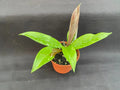 Hoya Plant 2.5" Pot Royal Hawaiian Purple Hoya pubicalyx 'Royal Hawaiian Purple' Rooted Plant