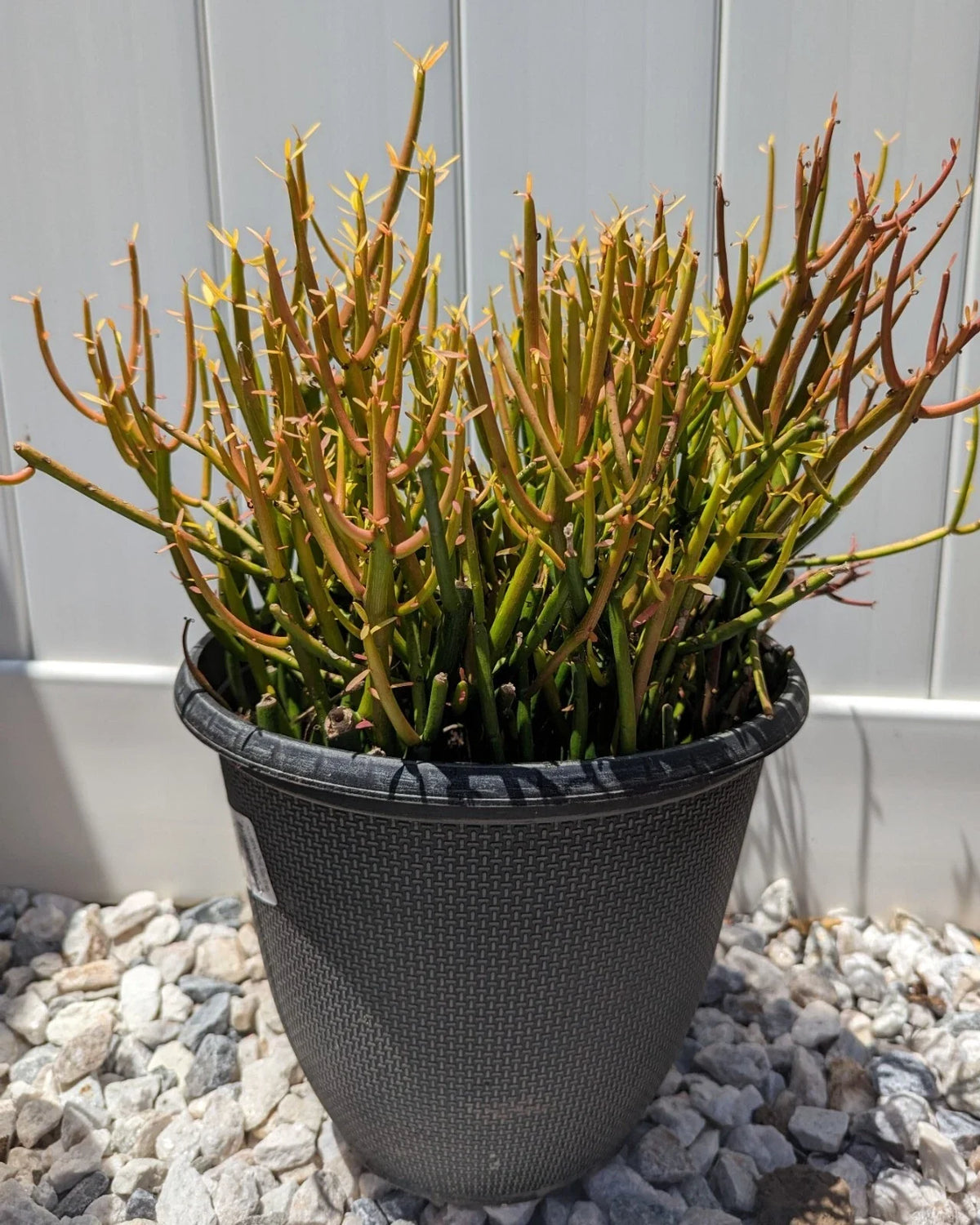Pencil Cactus Cuttings | 10 Firesticks Succulent Cuttings | Easy to Grow | Euphorbia tirucalli