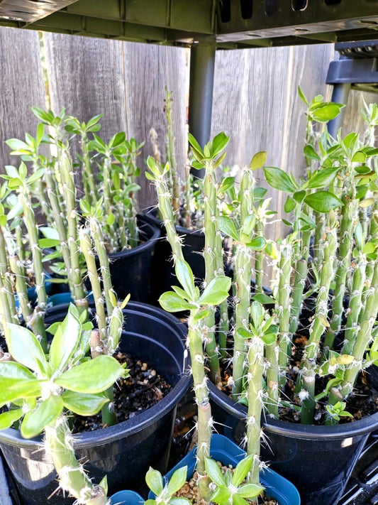 Pereskiopsis spathulata Grafting Stock Cactus Cuttings 5" - Leafy Cacti for Grafting