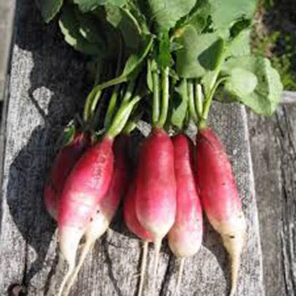 French Breakfast Radish Seeds, Heirloom Non-GMO, 1000 Seeds, Fast-Growing Vegetable, Raphanus sativus