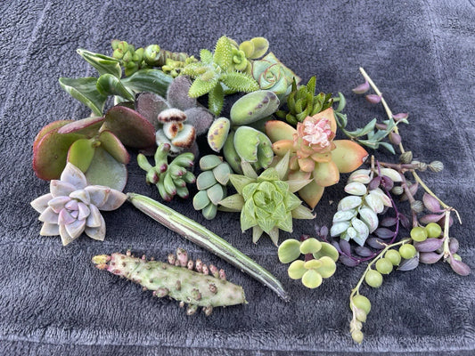 25 Assorted Succulent Cuttings | Variety Pack of Colorful Succulents | Ideal for Planting and Crafting | Perfect for Home Decor