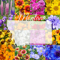 Montana Wildflower Seed Mix 1/2 lb - Covers 1,600 sq ft - Native Flower Blend for Gardens, Pollinators, and Natural Landscapes