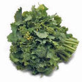 Broccoli Raab Seeds, Heirloom Rapini, 500 Seeds, Non-GMO Vegetable, Brassica rapa subsp. sylvestris