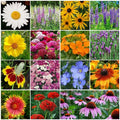 Wildflower Seeds 4 oz 100% Perennial Mix 20+ Species for 250 sq ft, Zones 3-10 - Native Wildflower Seed Blend
