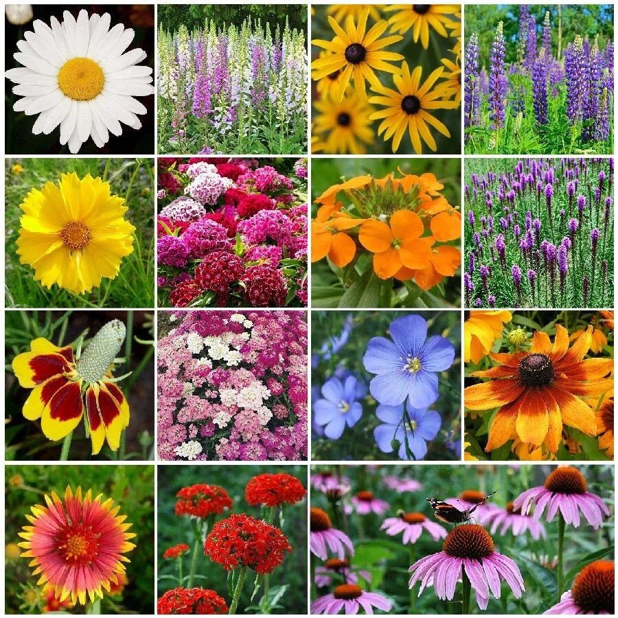 Wildflower Seeds 4 oz 100% Perennial Mix 20+ Species for 250 sq ft, Zones 3-10 - Native Wildflower Seed Blend