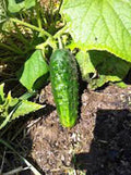 Cucumber Seeds, 50 Heirloom Boston Pickling Seeds, Non-GMO, Perfect for Pickling, Cucumis sativus