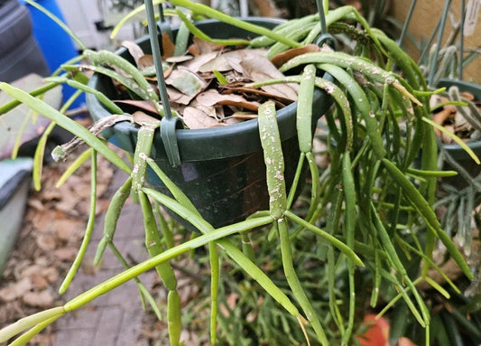 Rhipsalis Micrantha Cuttings - 3 Hard-to-Find 4-Inch Stem Cuttings - Unique Succulent Variety for Plant Lovers