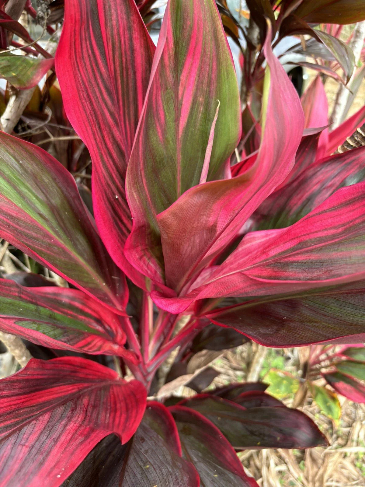 Hawaiian Ti Leaf Fresh Cuttings 6-inch Starter Logs x10, Green Pink Red Hybrid, Cordyline fruticosa