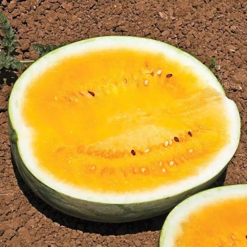 Mountain Sweet Watermelon Seeds - 25 Heirloom Organic Non-GMO Seeds - Rare Varietal (Citrullus lanatus)