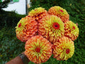 Queen Lime Orange Zinnia Seeds - 100+ Pack for Garden Planting - Zinnia elegans - USA Grown, Free Shipping