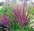 Lead Plant Seeds, 100+ Count, Native Wildflower for Poor Soils, Drought Tolerant, Pollinator Friendly (Amorpha canescens)