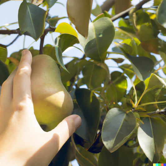 Bartlett Pear Tree Seeds - 10 Pack - Sweet Edible Fruits - Pyrus communis - Free Shipping