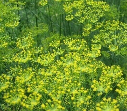 Bouquet Dill Seeds 500+ Herb Garden Variety for Pickling & Dips, Anethum graveolens, Ideal for Butterflies