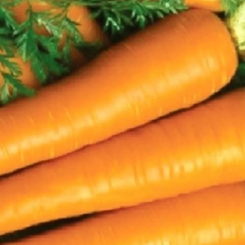 Imperator Carrot Seeds | Heirloom NON-GMO | Fresh Garden Seeds | Daucus carota