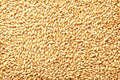 Whole Barley Seeds | 1 lb | All Natural for Juicing, Malt Brewing, Beer Making | Hordeum vulgare