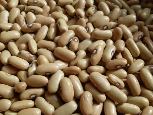 Arikara Yellow Bush Beans Seeds - Drought Tolerant Heirloom Variety, 10 Seeds, 85 Days to Maturity