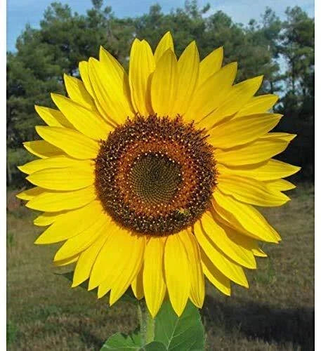 Giant Sunflower Seeds for Planting | 50 Seed Packet | Huge Wide Butter Flowers | Helianthus annuus
