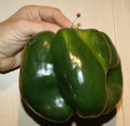 30+ Organic Heirloom Emerald Giant Bell Pepper Seeds - Sweet Variety - Non-GMO Gardening Seeds