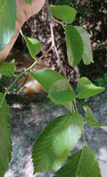 American Elm Tree Cuttings 8 Pack Non-Rooted Propagation Ulmus americana