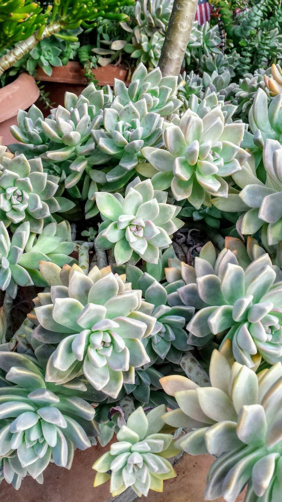 Fresh Succulent Cuttings Assortment of 6 Unique Varieties with Bonus, Perfect for Plant Lovers - Ideal for DIY Arrangements