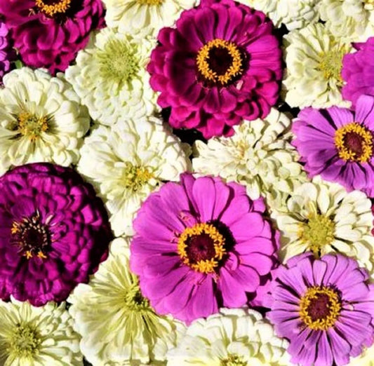 Blueberry Cheesecake Zinnia Seeds - 100+ Seeds - Zinnia elegans - Colorful Annual Flower Seeds for Garden