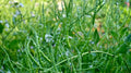Singara Rat's Tail Radish Seeds - 500+ Seeds for Garden Planting - Raphanus sativus - USA Grown, Free Shipping