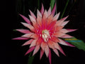 Epiphyllum Orchid Cactus Cutting, Kiwi Beloved Variety, Tropical Houseplant, Succulent, Perfect for Indoor Gardening
