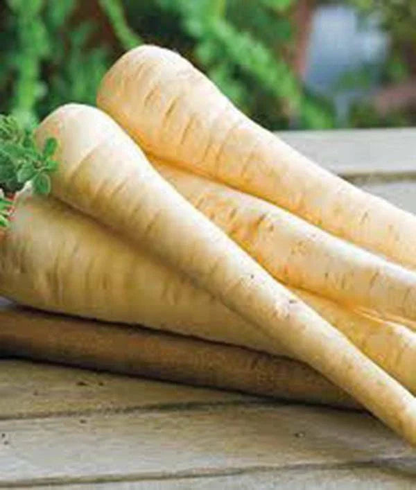 PARSNIP SEEDS, 25+ HEIRLOOM NON-GMO HARRIS MODEL, Organic Parsnip Seeds for Planting (Pastinaca sativa)