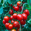 Small Cherry Tomato Seeds - Heirloom, Non-GMO, Organic - 10+ Seeds (Solanum lycopersicum)