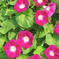 Red Morning Glory Flower Seeds - 41+ Pack - Wildflower Climbing Vine (Ipomoea purpurea) for Container Gardening