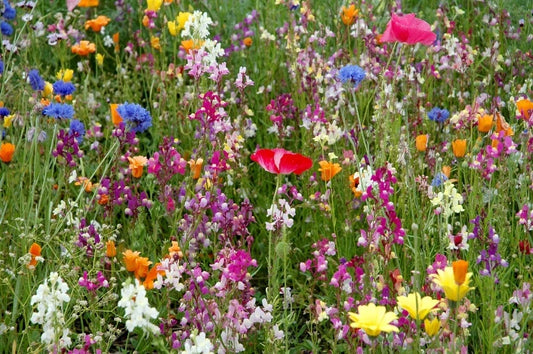 Dry Land Wildflower Seed Pack - Fresh Wildflower Seeds for Native Plant Gardens - Great for Pollinators, Eco-Friendly