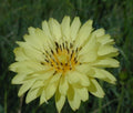 Organic False Dandelion Herb Seeds 50+ Count, Cat's Ear (Hypochaeris radicata), Non-GMO, Heirloom, 03/2025