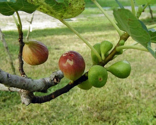 Brown Turkey Fig Plant 3" Pot Rooted Ficus carica