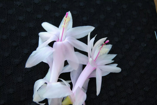 Christmas Cactus Starter Plant - Angel Kisses - Schlumbergera Truncata - Well Rooted Cactus for Home and Garden Decor