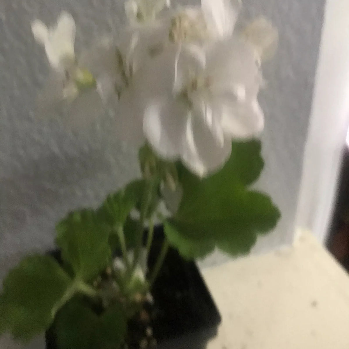 Live Rooted Geranium Plant 1 Gallon White Flowers Pelargonium graveolens Fragrant