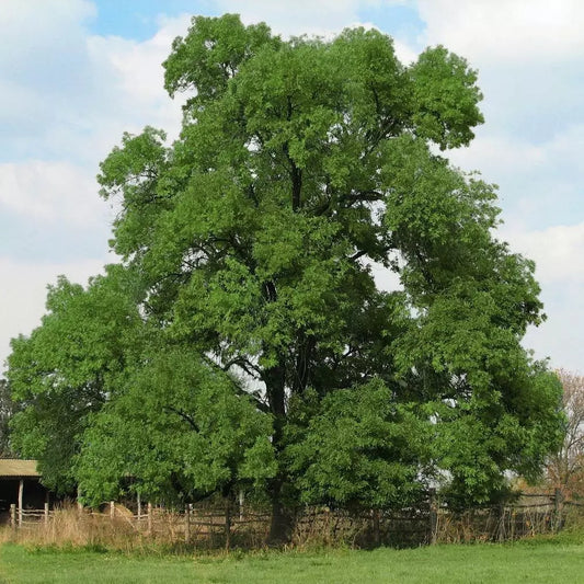 Black Walnut Tree Live Plant 8-16" Bare Root Juglans nigra, Hardy Tree for Zones 5-9, Edible Nuts, Fast-Growing Shade Tree