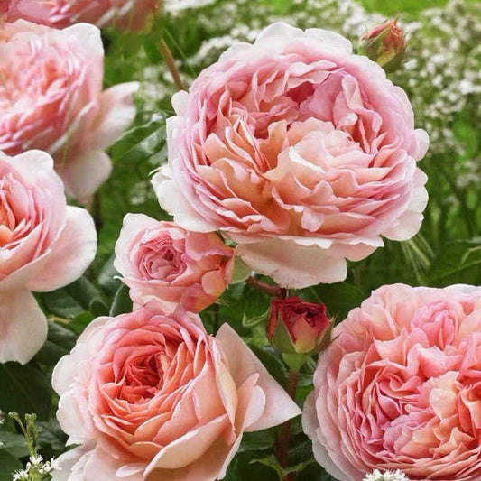 Auscot Rose Plant Unrooted Cuttings 3 Fresh Cuttings 6” Long Rosa 'Auscot'